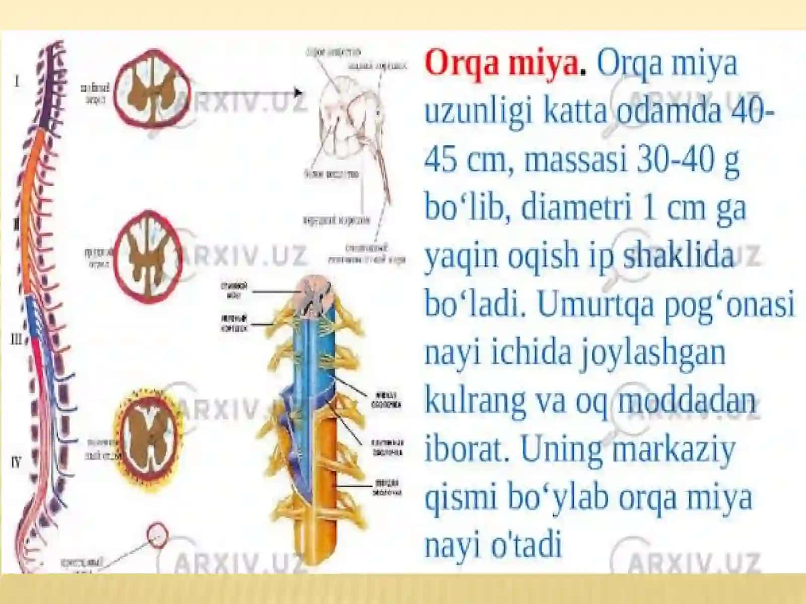 Oxirgimiya.Uning yoshga qarabo‘zgarishi. Plashchning reliyefi. Oxirgimiyaning oq moddasi. Bazal o‘zaklar. Boshmiyapo‘stlog‘i. Po‘stloqdamarkazlarning joylashuvi. Boshvaorqamiyao‘tkazuvyo‘llari 4