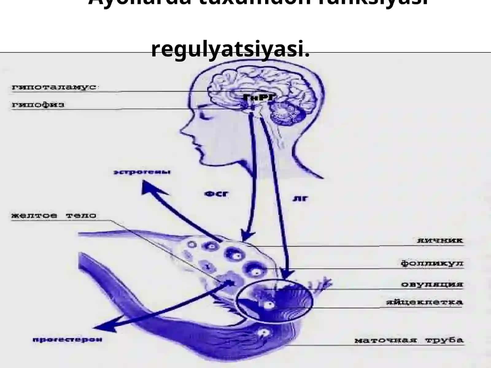 Bеpushtlik va bеpushtlikning sabablari 4