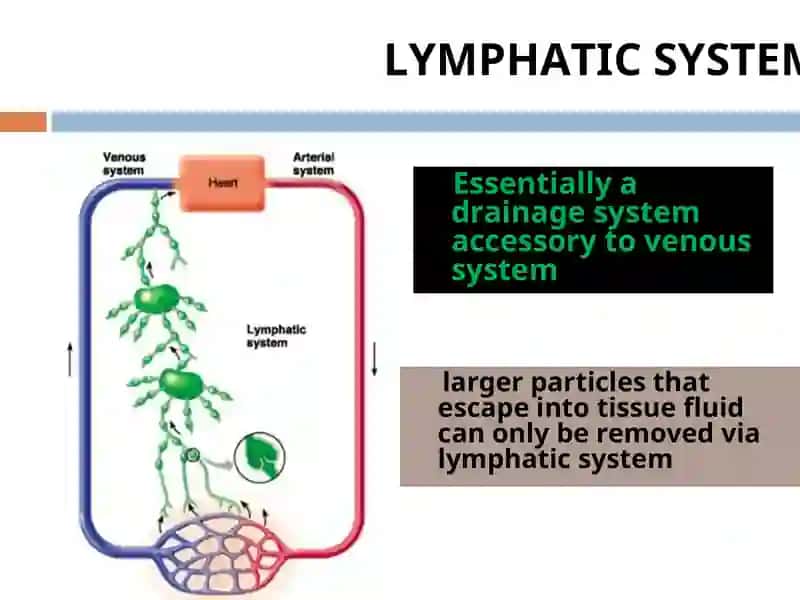 LYMPHATIC SYSTEM 4