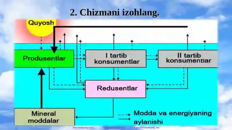 "Ekologik piramida qoidasi. Biomassa va energiya piramidasi" 4