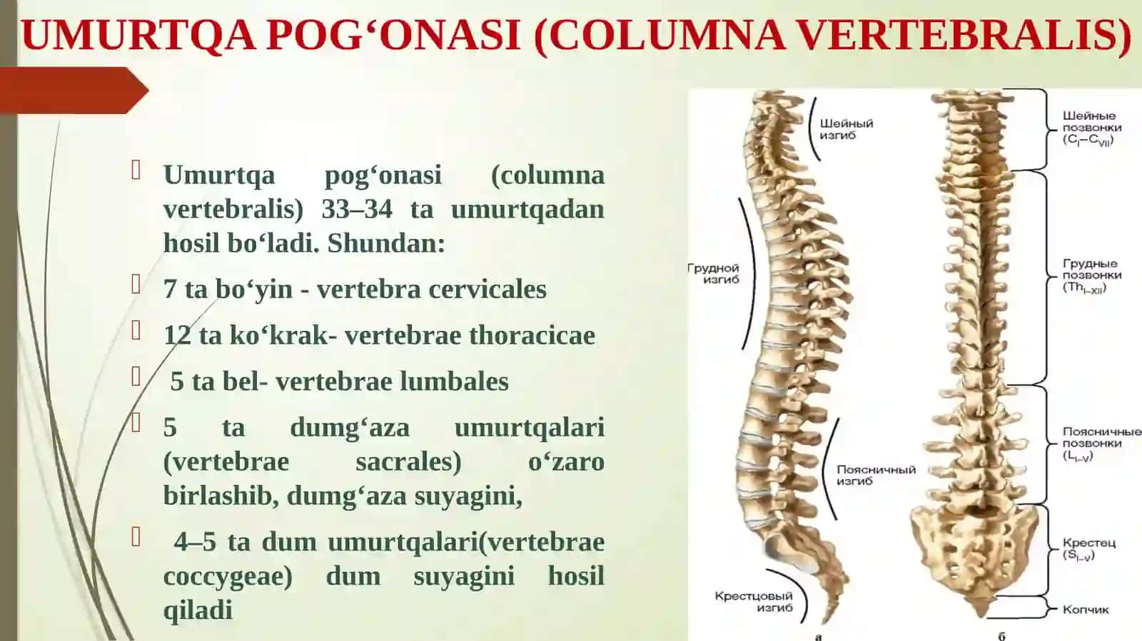 TANA SKELETI. UMURTQA POG’ONASI 4