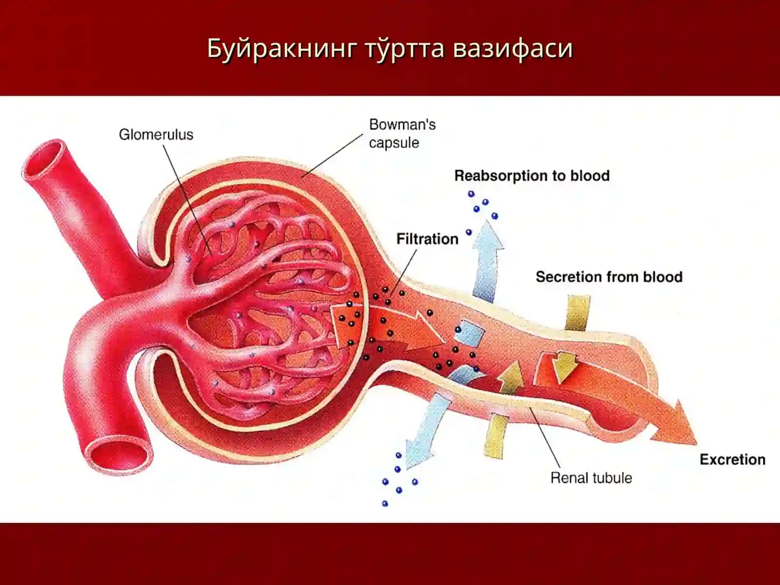 Буйракнинг кўндаланг ва бўйлама кесими 4