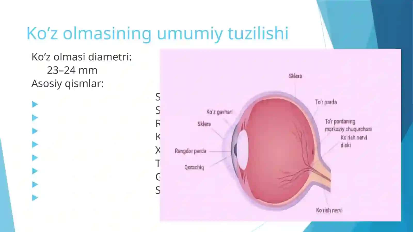 KO‘RUV A’ZOSI: KLINIK ANATOMIYASI VA FUNKSIYASI 4