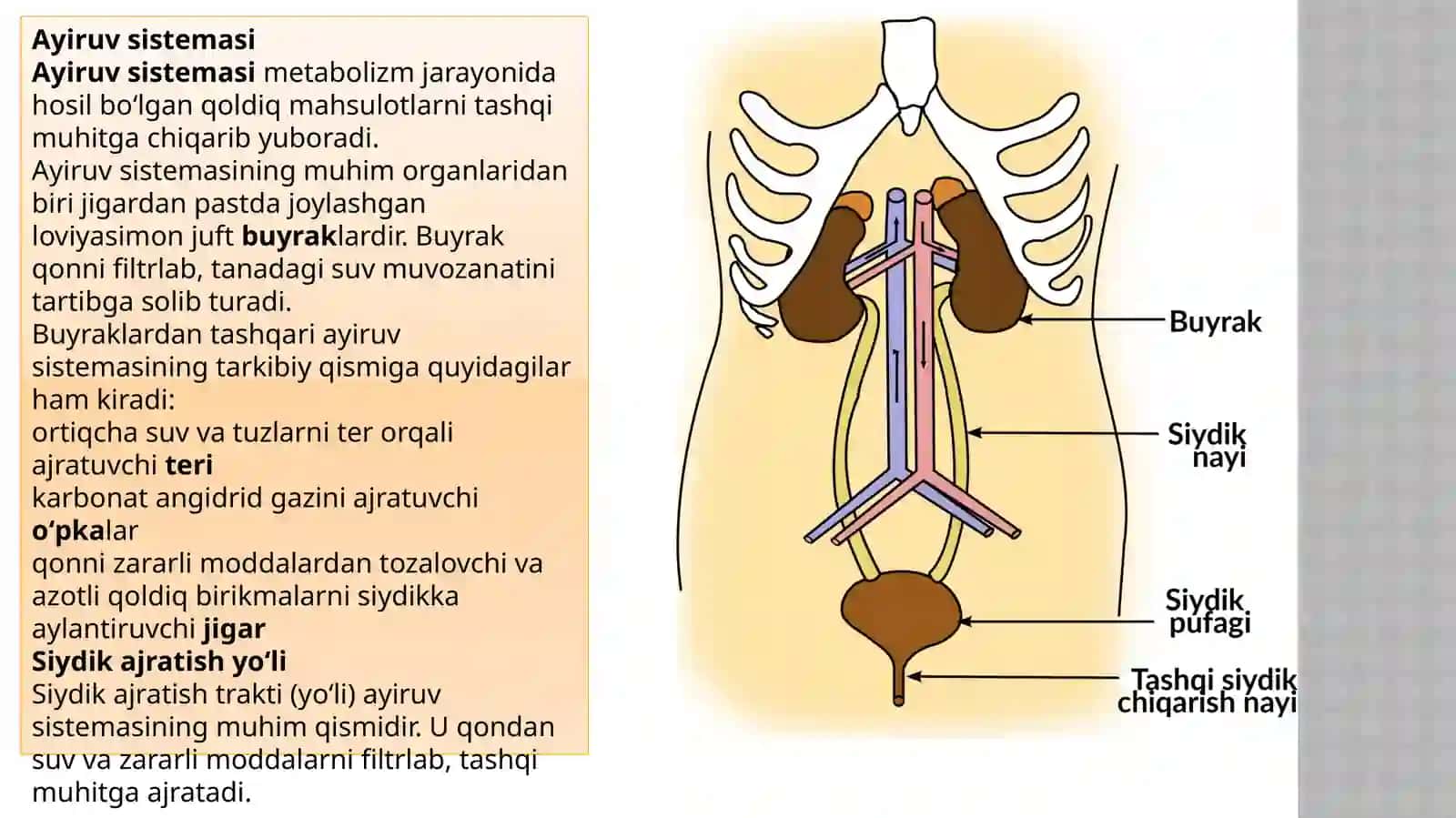 Ovqat Hazm Qilish Organlari Tuzilishi — Anatomik Taqdimot.pptx 4