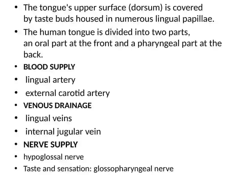 The digestive process (anatomy and physiology) 4