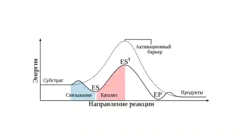 Ферменты 4