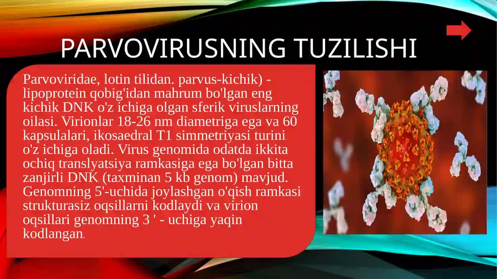 PARVOVIRIDAE (PARVOVIRUS) VAKILLARINING BIOLOGIYASI 4