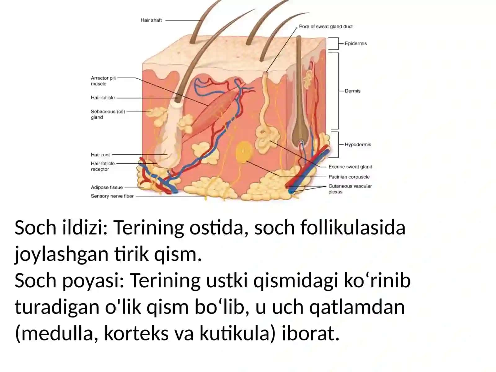 Teri va uning hosilalari 4