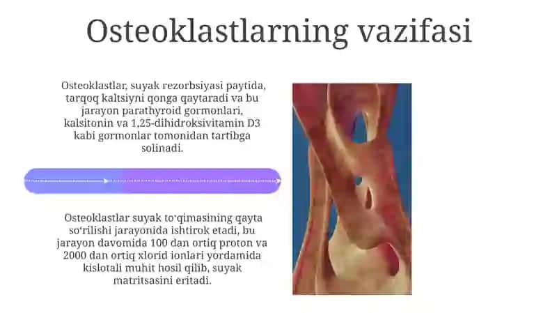 Suyak toʻqimasining mineralizatsiyasi 4