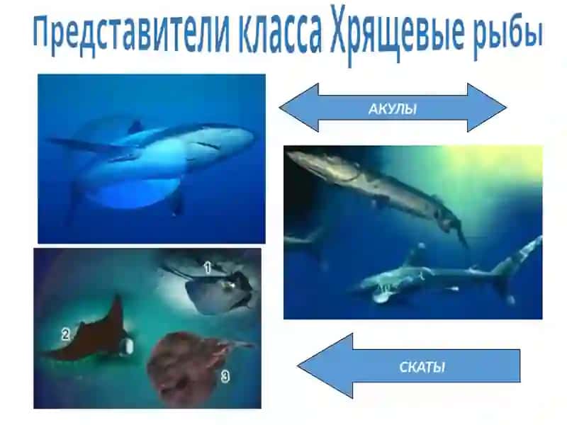 Рыбы 4