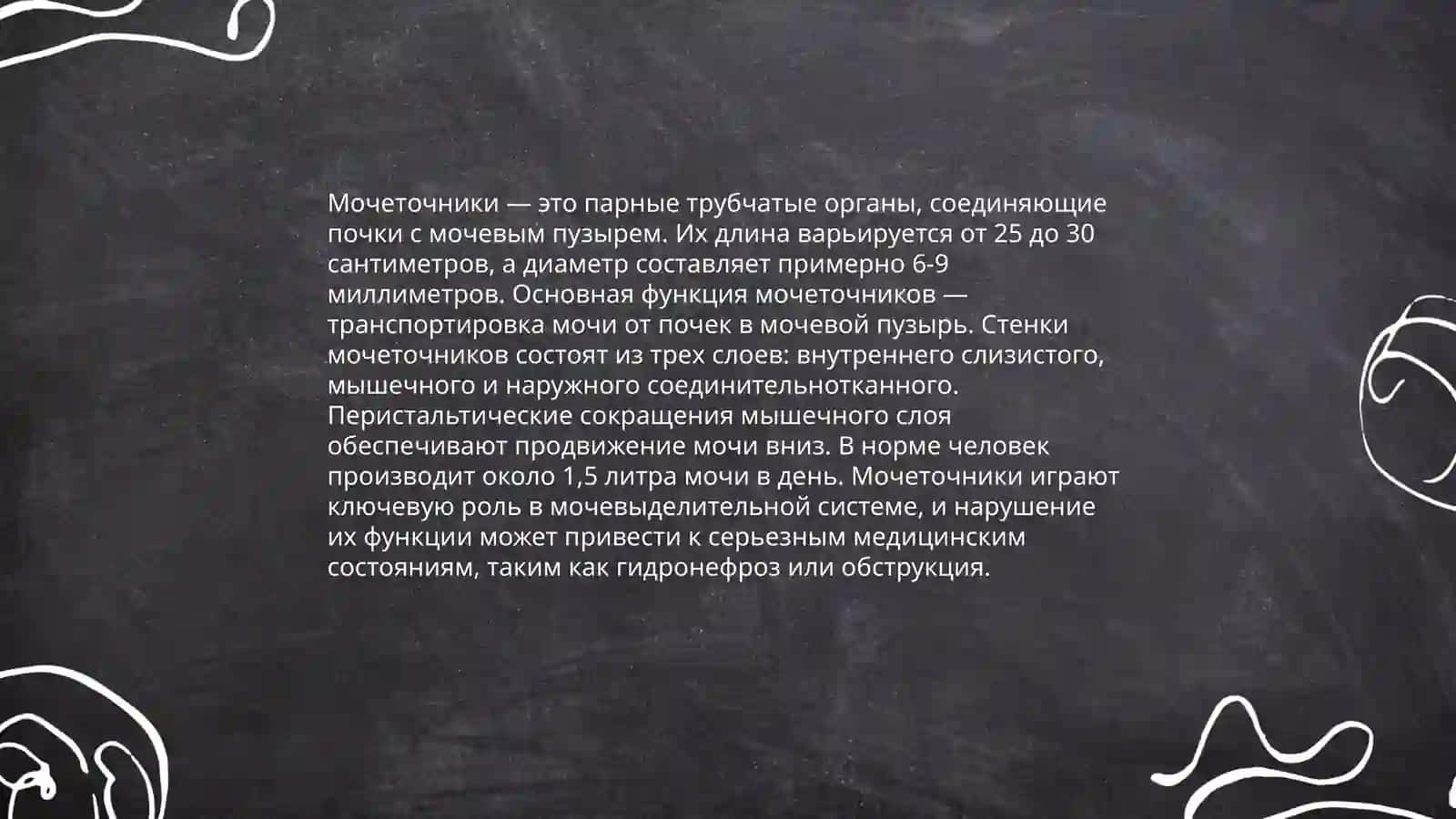 Основные органы выделительной системы 4