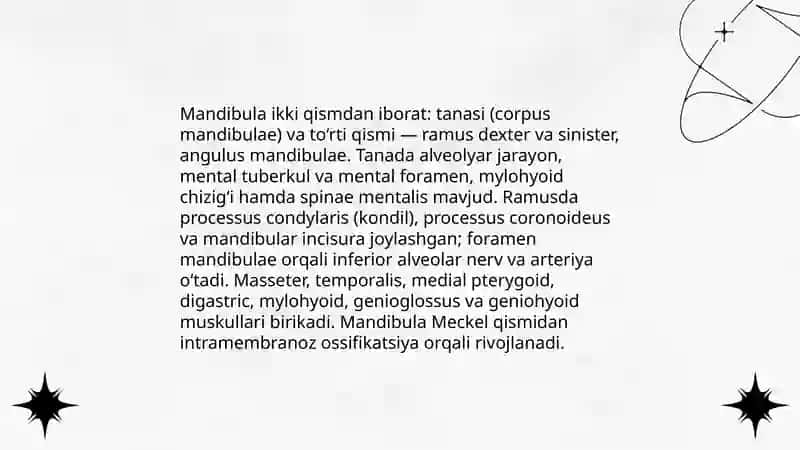 Pastki va yuqori jag’ning umumiy anatomiyasi 4
