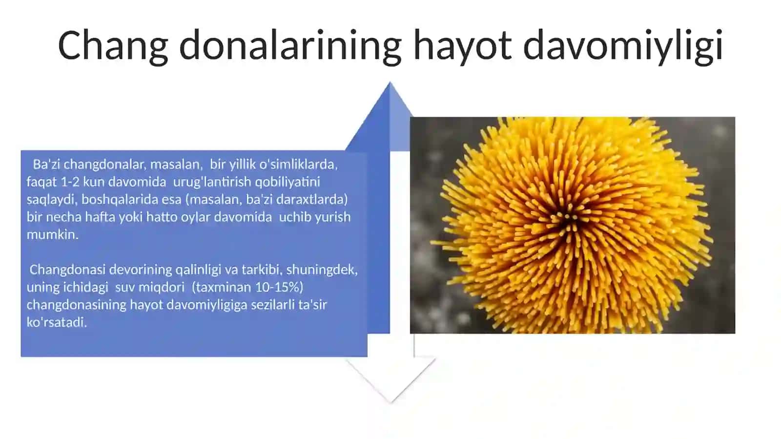 Chang donalarining tuzilishi va xillari 4