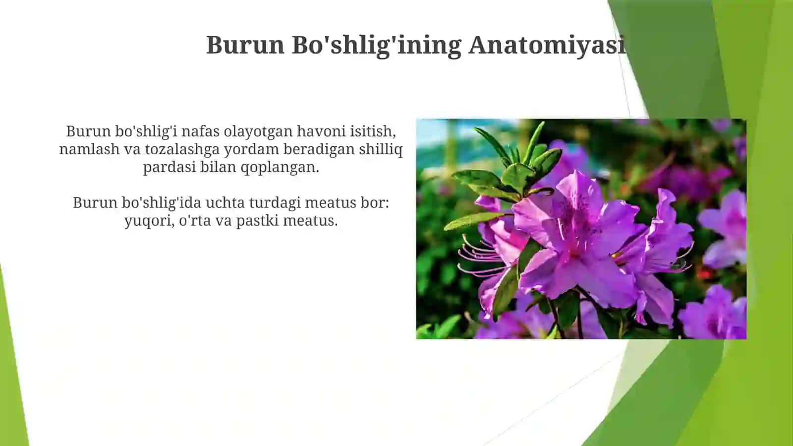 Burun bo'shlig'i anatomiyasi va funktsiyasi 4