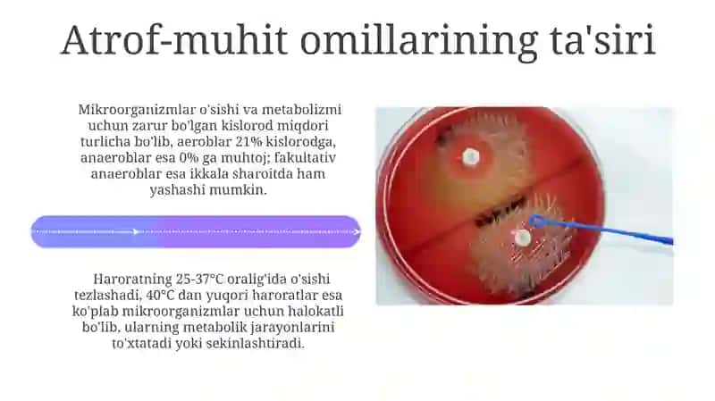 Mikroorganizmlarda metabolizmni kuzatish 4