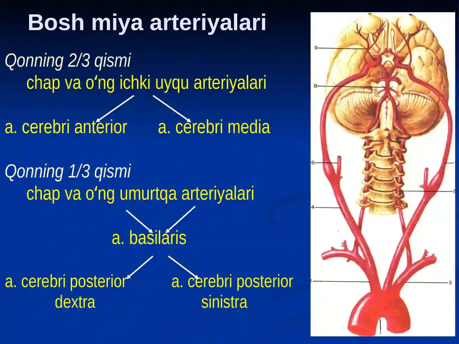 Maʻruza Kallasuyaklarining Umumiy Anatomiyasi 4