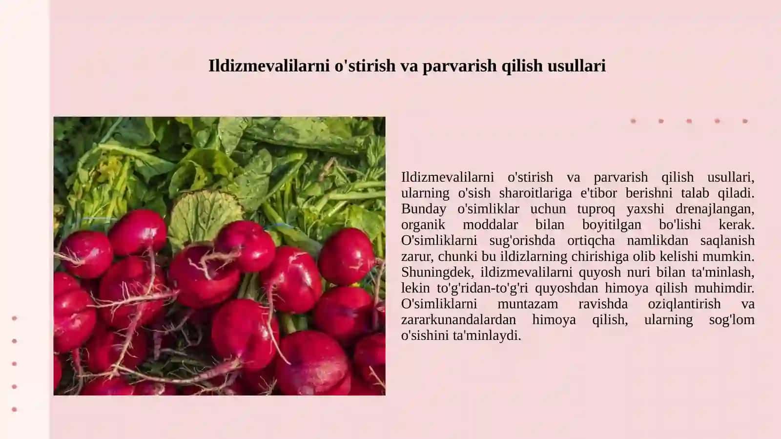 Ildizmevalilar.Qand lavlagining marfaloʻgik belgilari 4