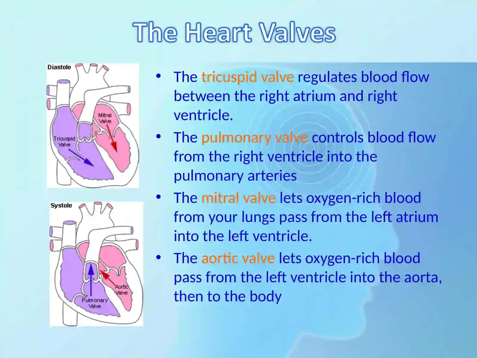 Anatomy of the heart 4