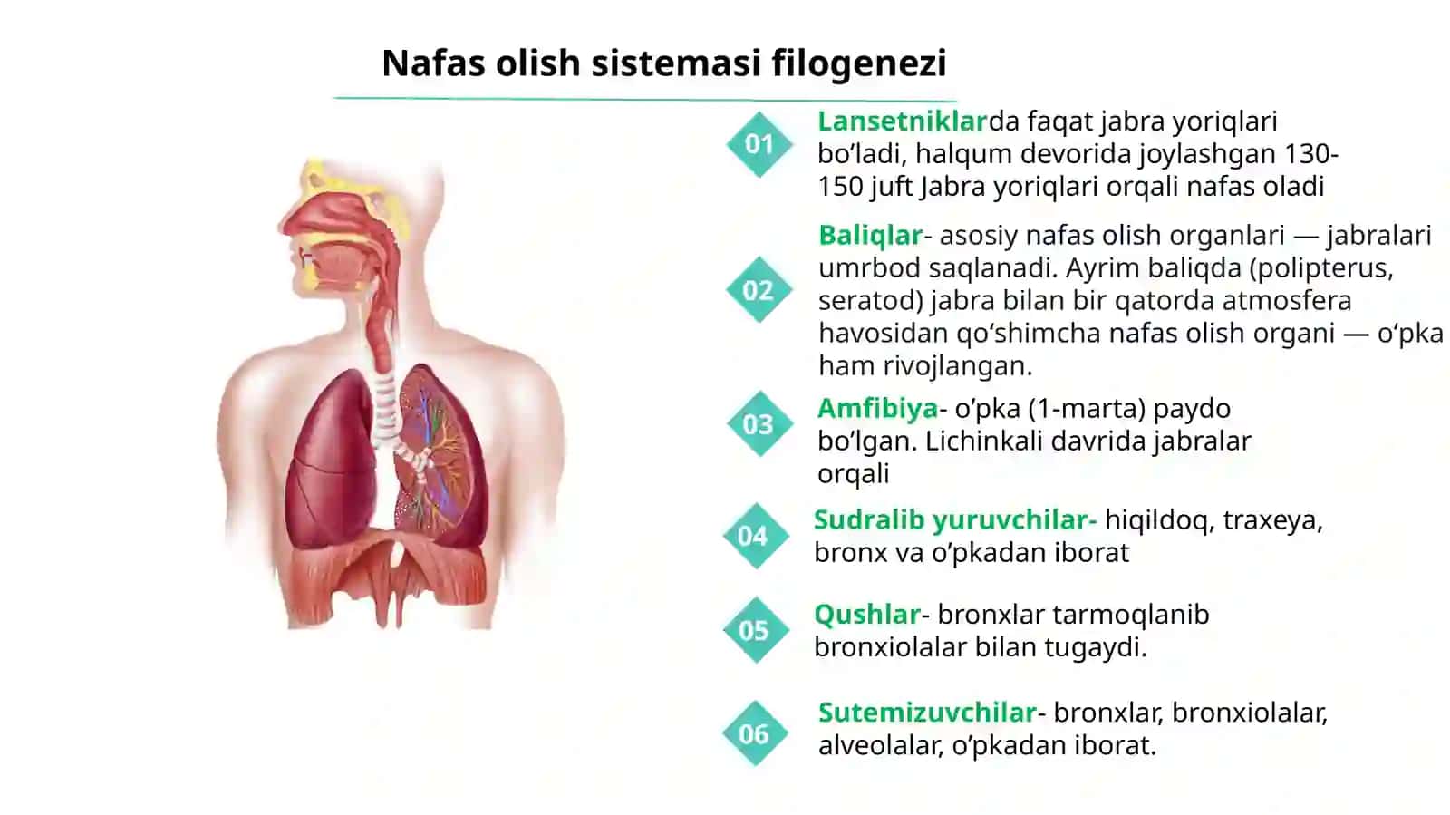 Nafas olish va jinsiy sistema ontogenezi 4