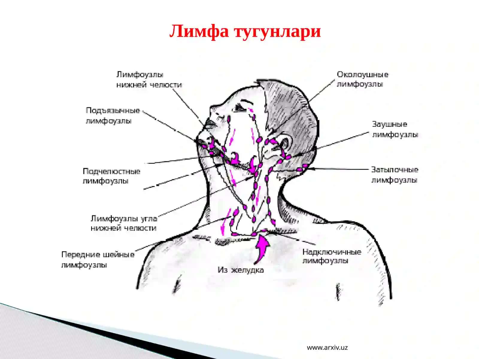 Периферик қон яратувчи ва иммун химояаъзолар 4