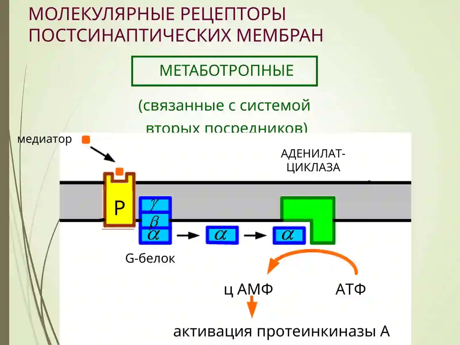 Neyromediatorlar (farmakalogiya ) 4