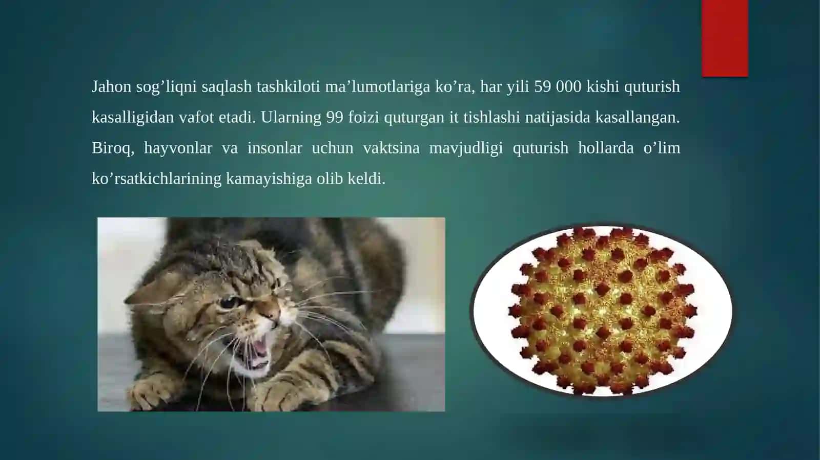 Qutirish kasalligiga diagnoz qo’yish. Virus fiks bilan sichqonlarda biologik namuna qo’yish usullari 4