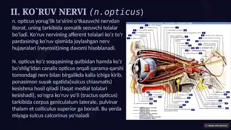 BOSH MIYA NERVLARI 4