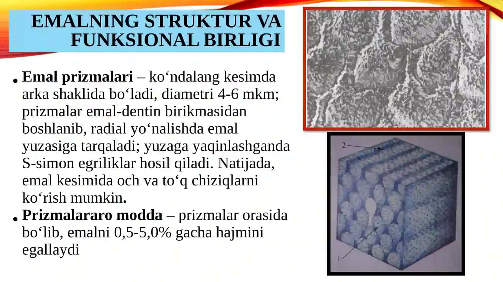 TISH QATTIQ TO‘QIMALARINING TUZILISHI VA VAZIFALARI 4