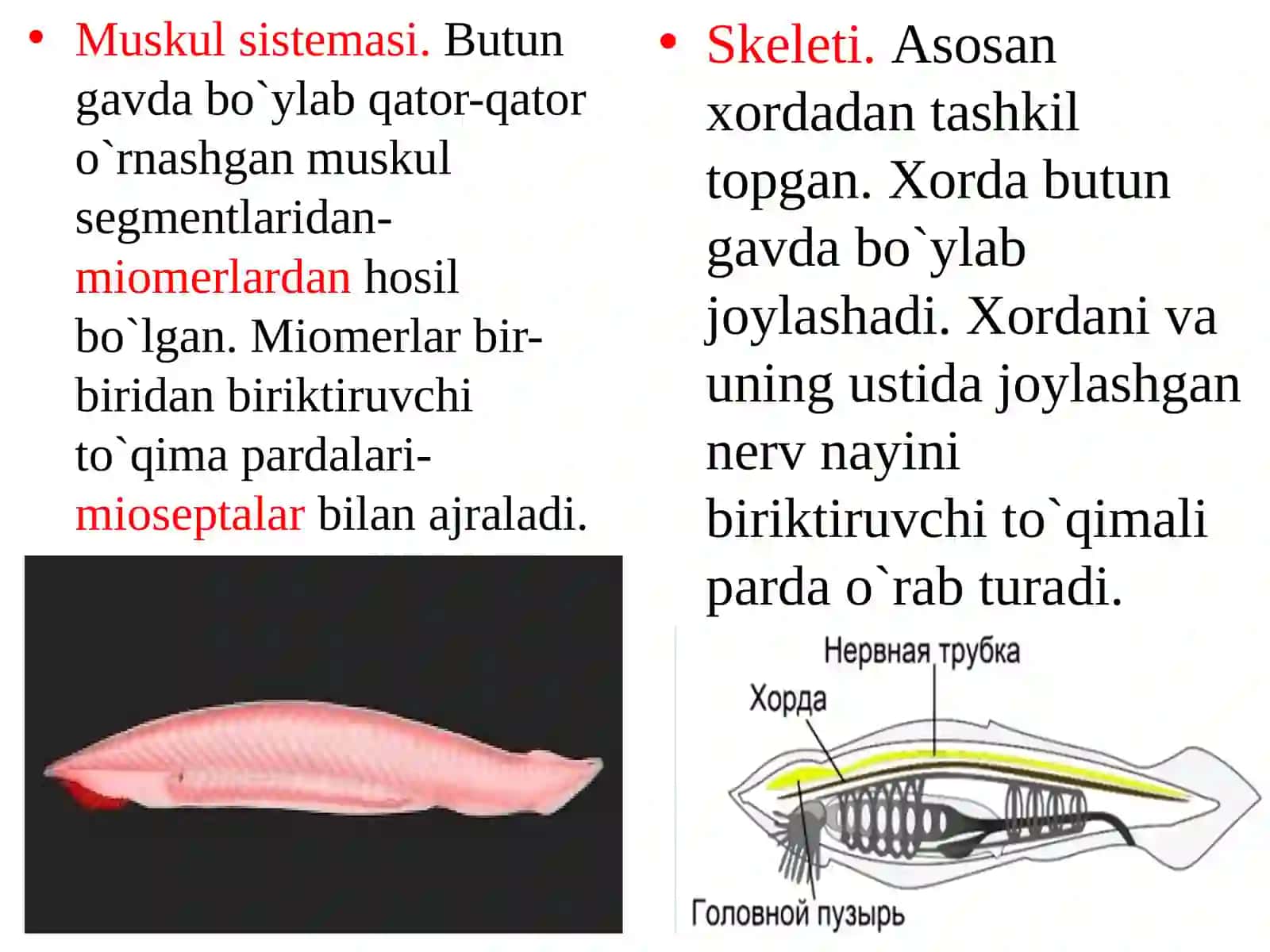 Bosh suyaksizlar (Acrania) kenja tipi 4