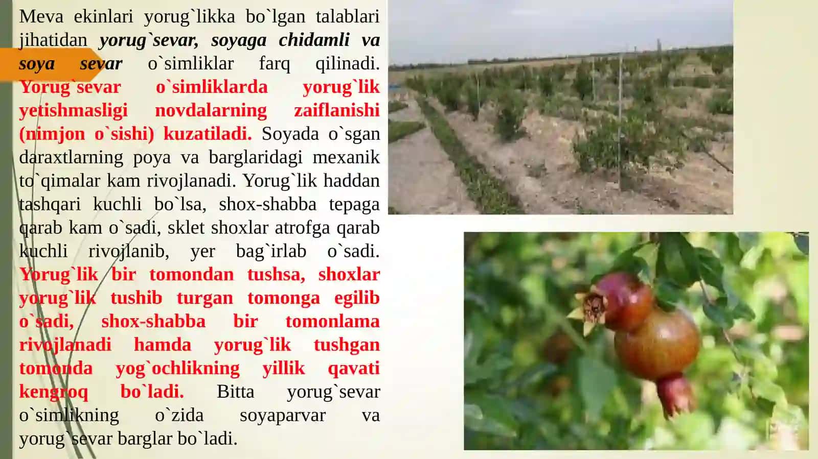 Anorni tashqi muhit omillariga bo’lgan talabi 4