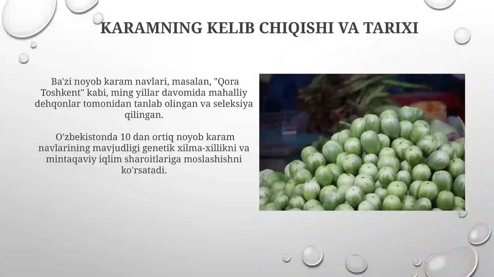 Noyob karam navlari 4