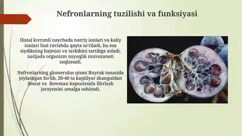 Hayvonlarning buyrak va siydik yòlining anatomik tuzilishi va topografiyasi 4