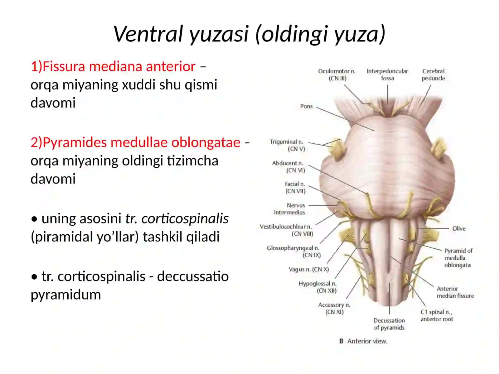 TRUNCUS CEREBRI(Miyastvoli)(anatomikjihatdan) 4