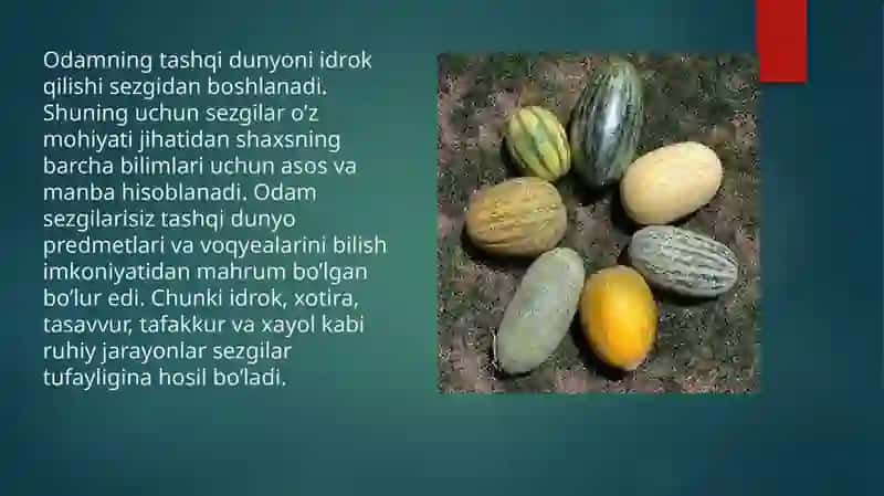 Sezgi 4