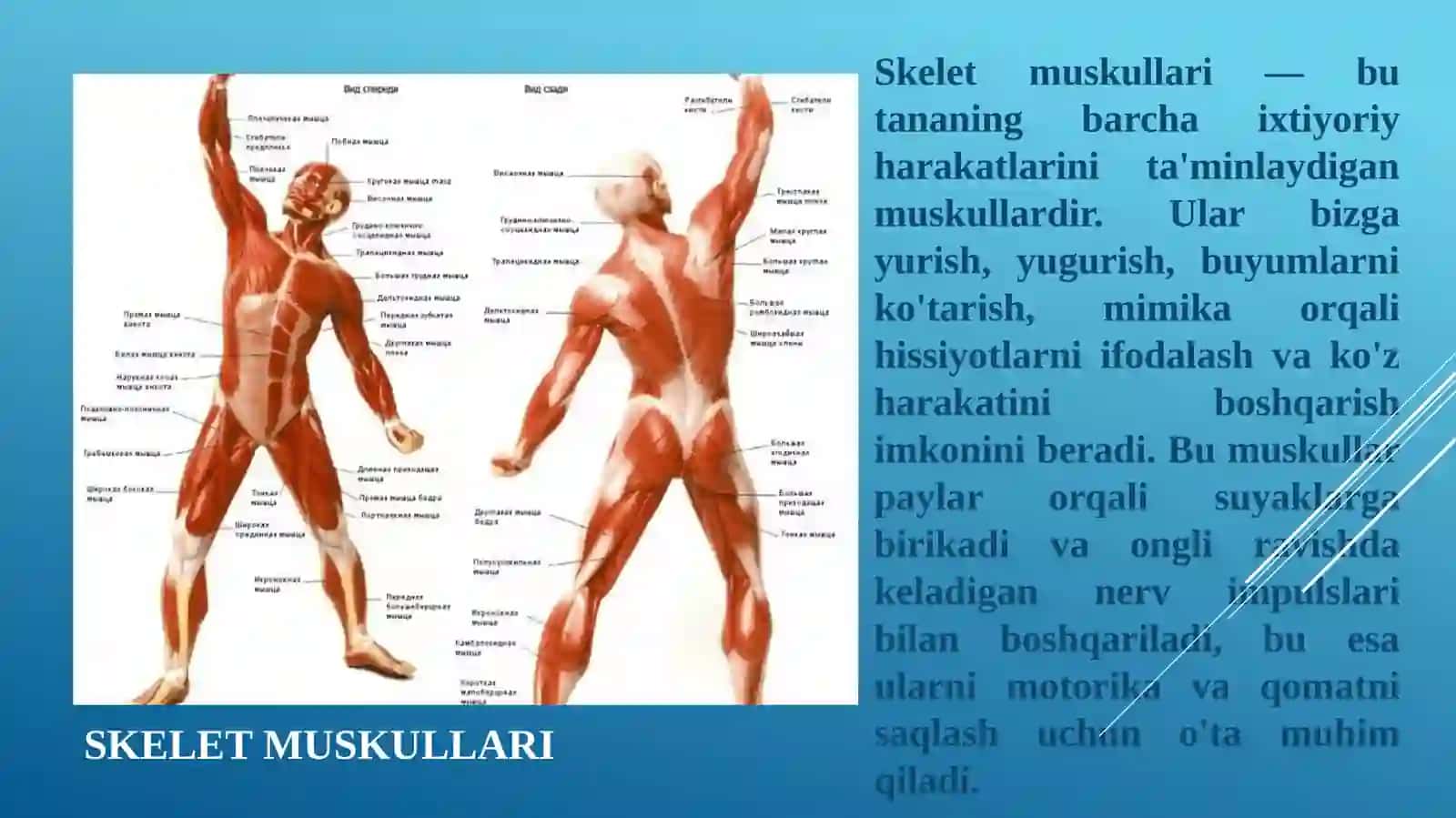 Jismoniy madaniyat va salomatlik asoslari 4