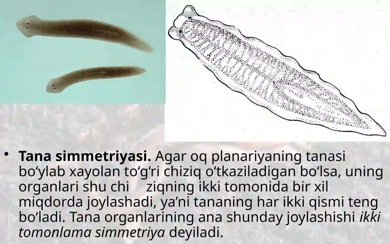 7-sinf Zoologiya 'Yassi chuvalchanglar tipi kiprikli chuvalchanglar sinfi' ko'rgazma 4