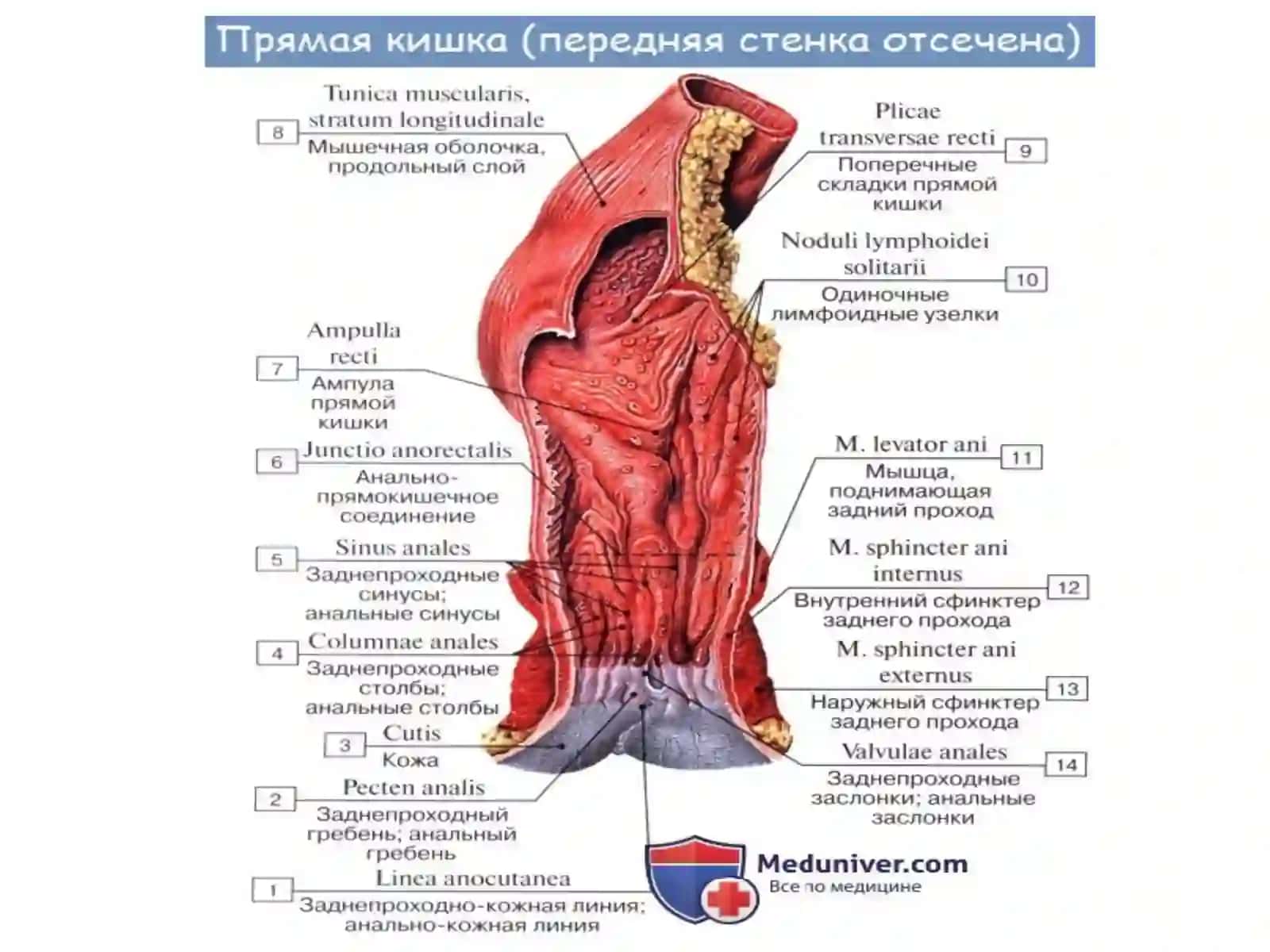 Тўғри ичак анатомияси 4