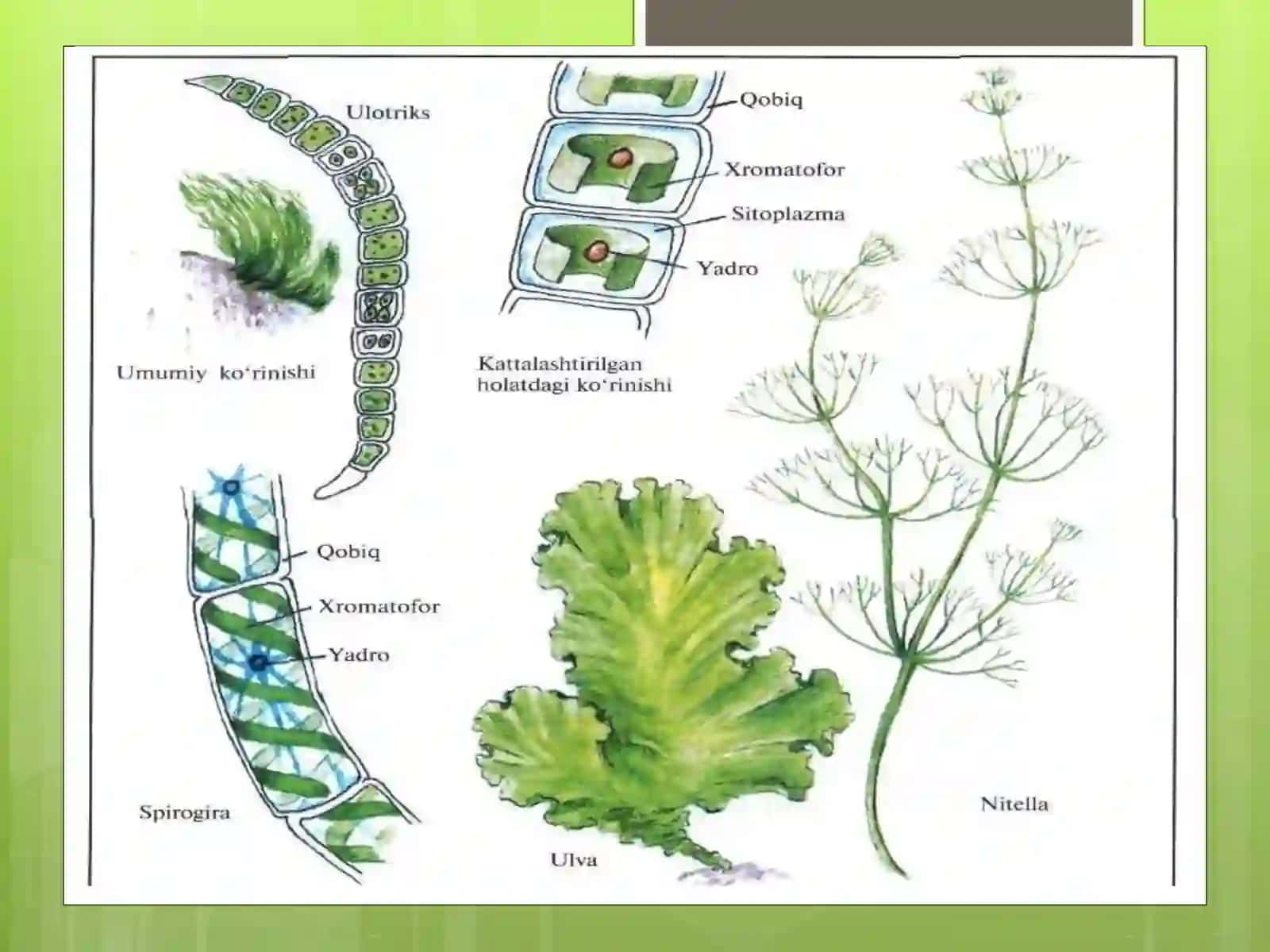 Kuzatish va ijodiy daftarlarni yuritishning xususiyatlari 4