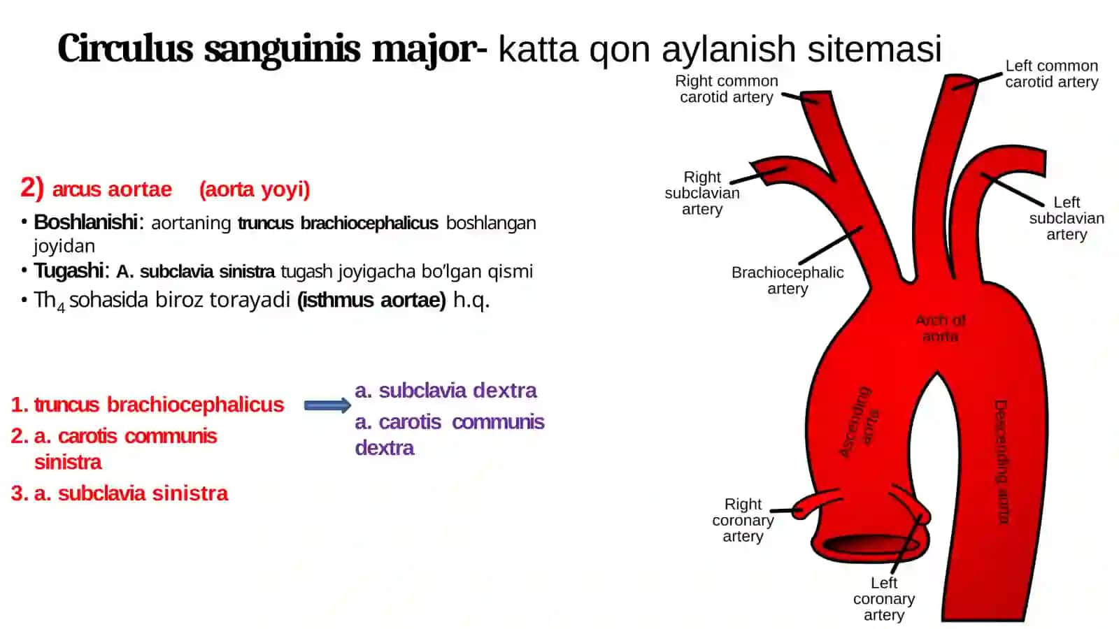 Aorta, aorta ravog‘i, umumiy va tashki uyku arteriyasi. Ichki uyku arteriyasi. Bosh miyaning qon bilan ta’minlanishidagi o‘ziga xoslik 4