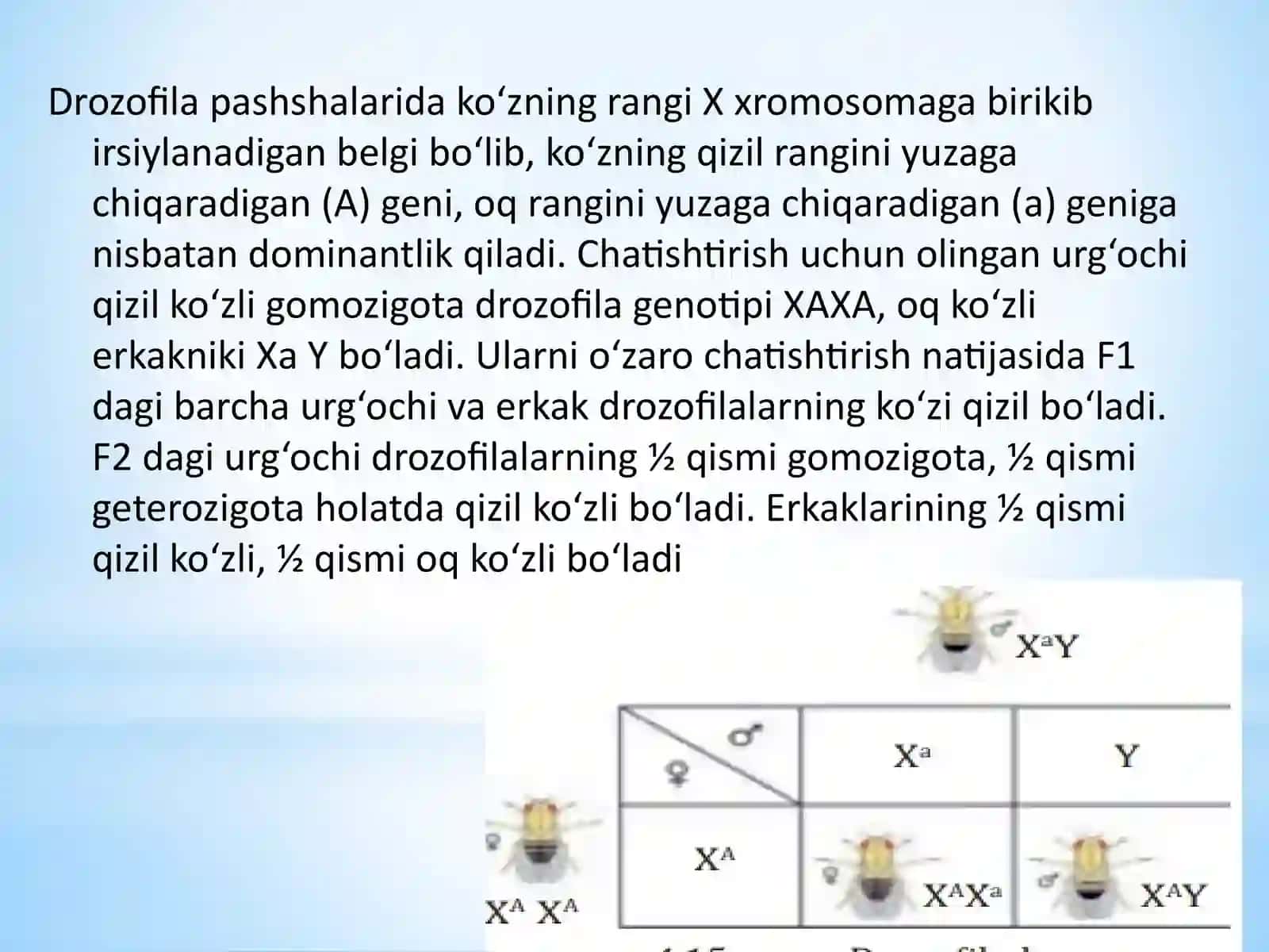 Belgilarning Jinsga Bog‘liq Holda İrsiylanishidars Taqdimoti 4