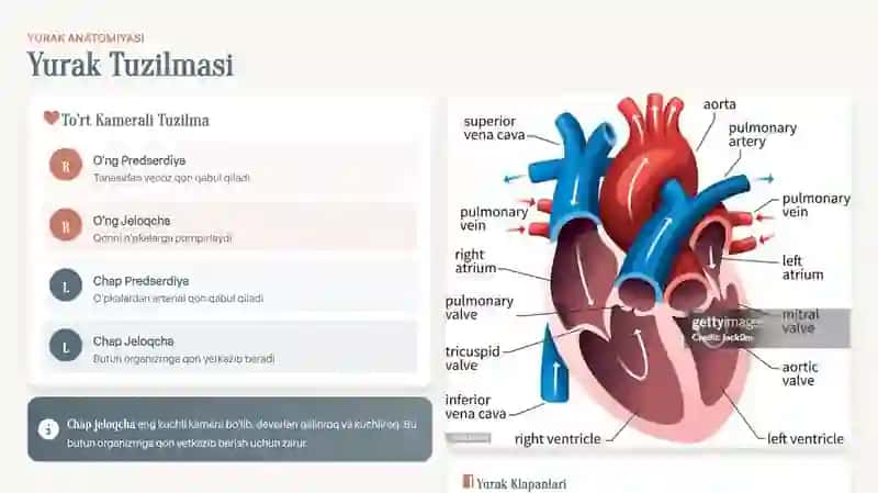 Qon aylanish sistemasi slayd 4