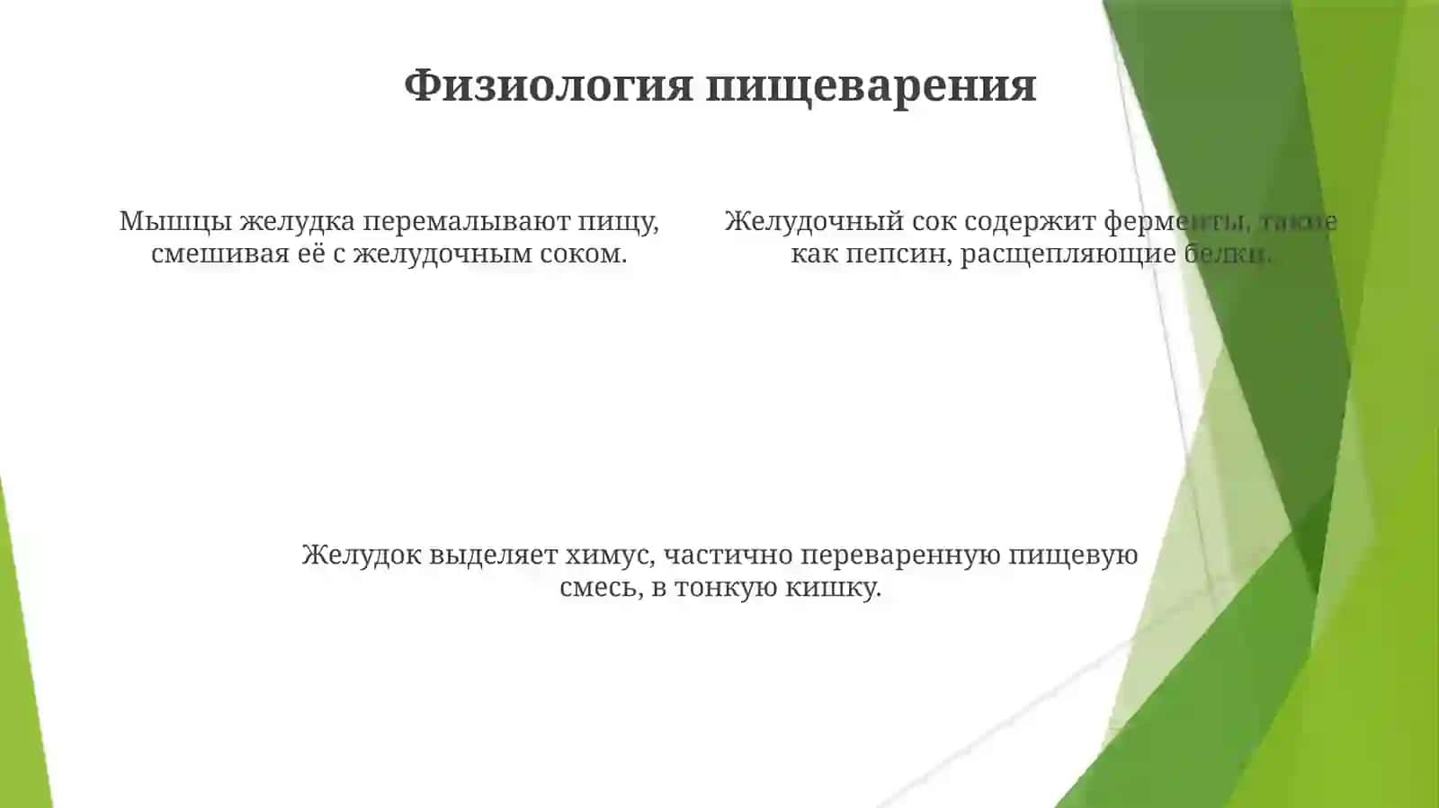 Желудок 4