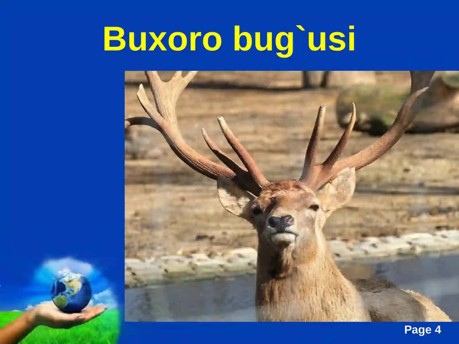 O‘zbekistonning hayvonotolami 4