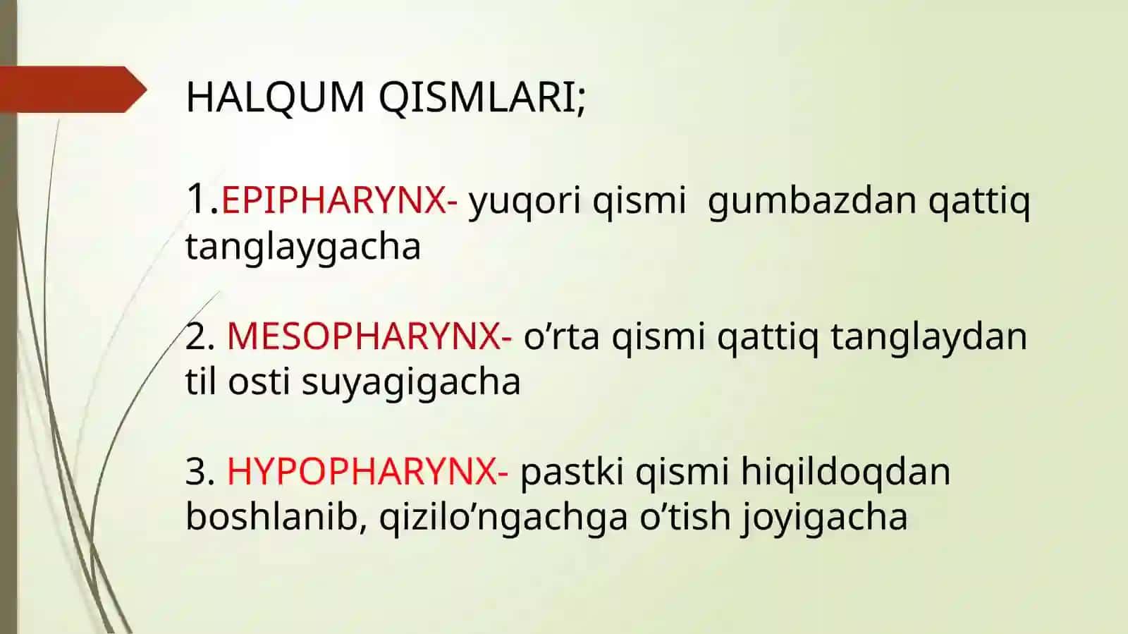 HALQUM TUZILISHI. SINOPATIYA VA SKLETOTOPIYASI 4