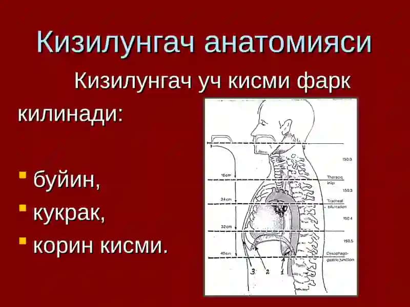Кизилунгач саратони 4
