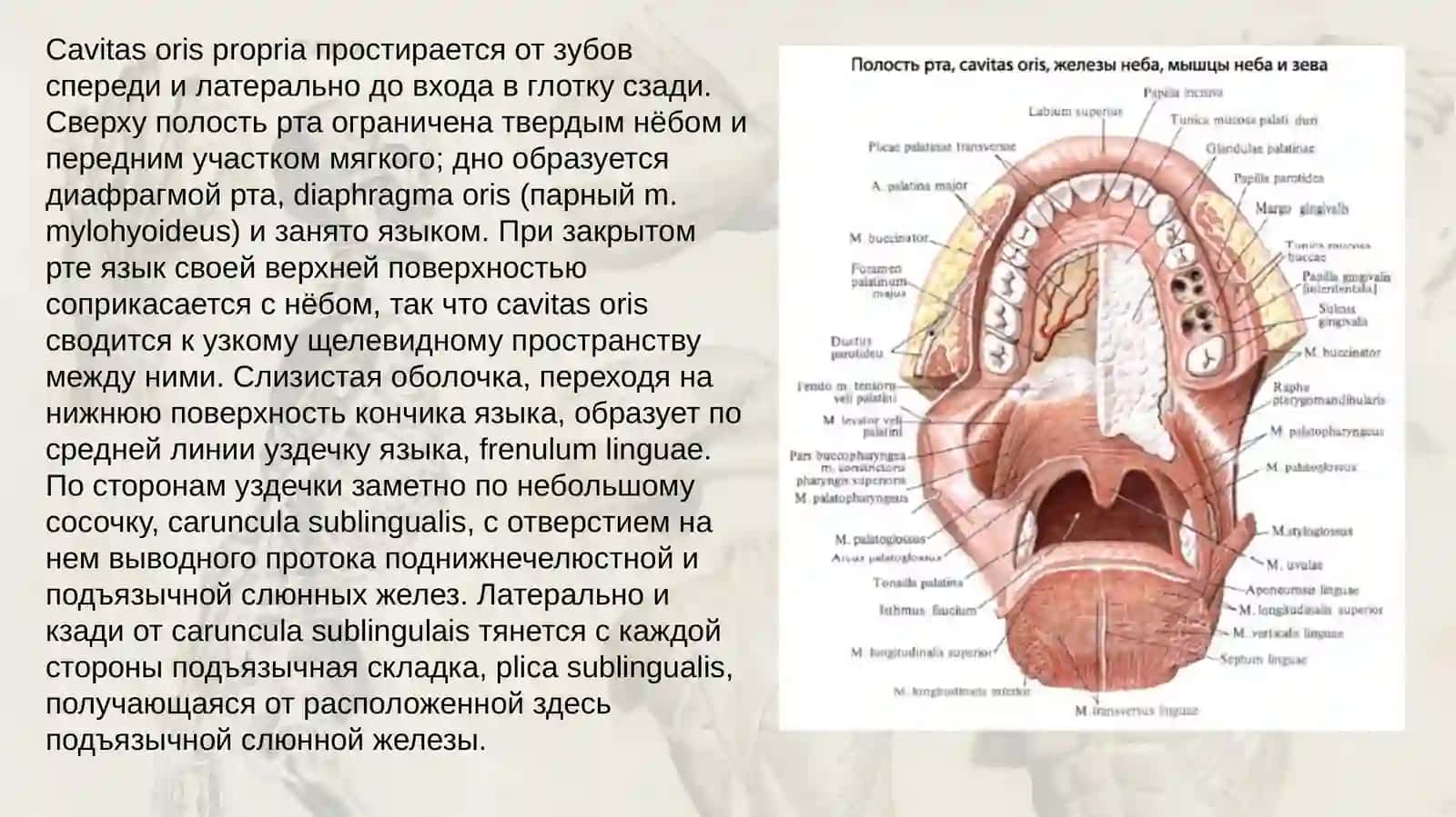 Полостьрта 4