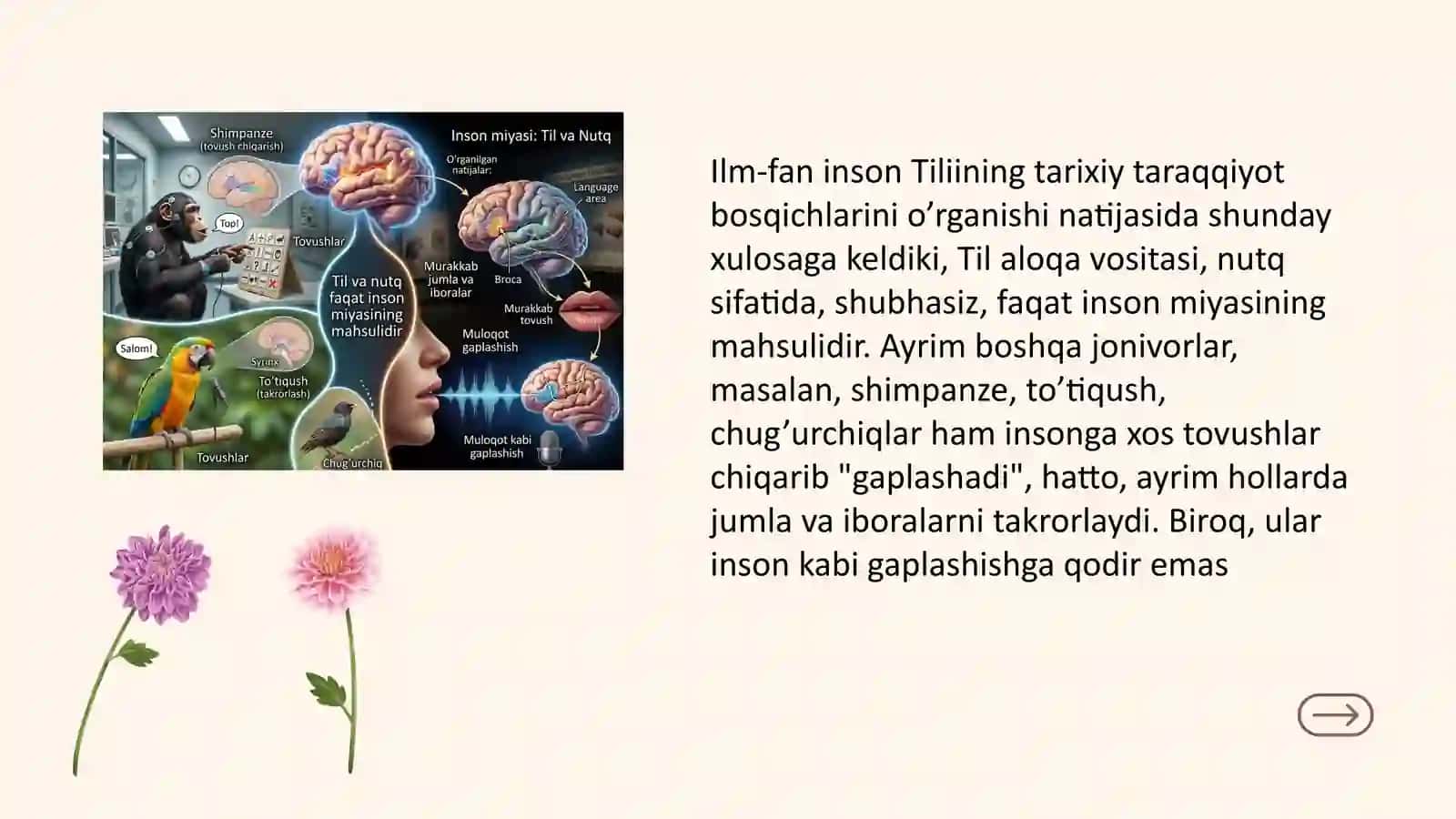 Tilning taraqqiyot bosqichi 4