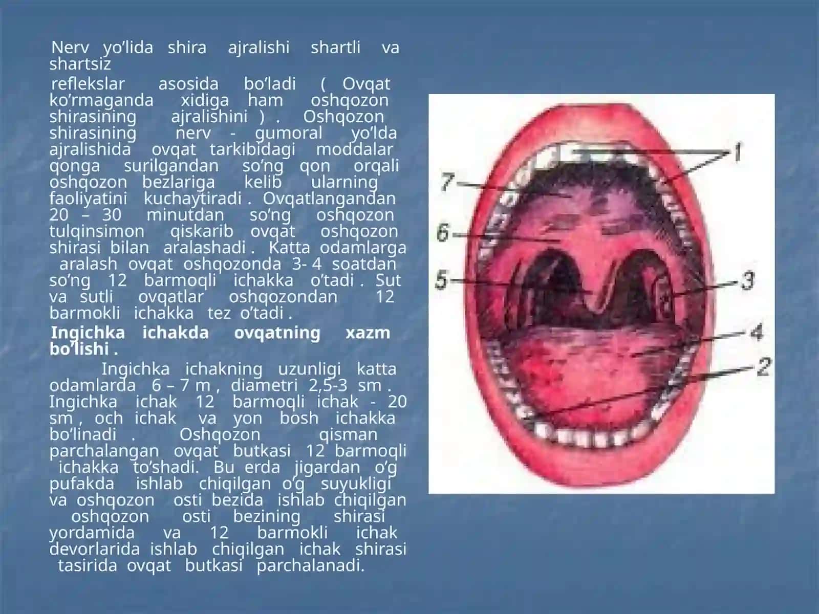 Ovqatlanish gigienasi qon aylanish tizimining yoshga oid xususiyatlari 4