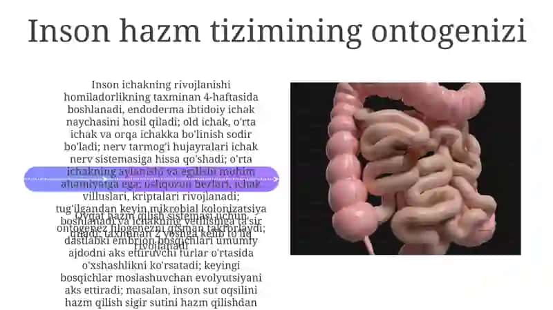 Hazmtizimionto-filogenezi 4