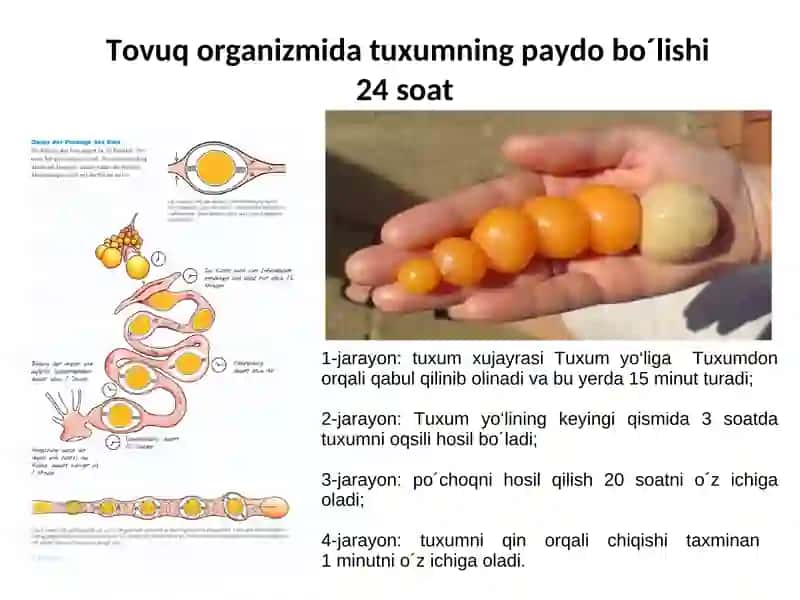 Tuxum beruvchi tovuq uchun - yem ratsionini tuzish 4